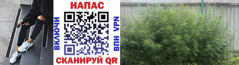 Бошки Шишки сатива  купить закладку  Кстово 